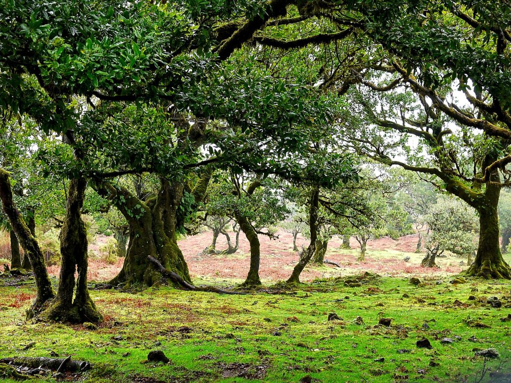 Madeira