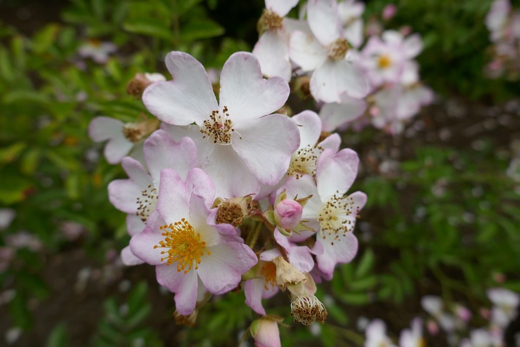 Fleurie