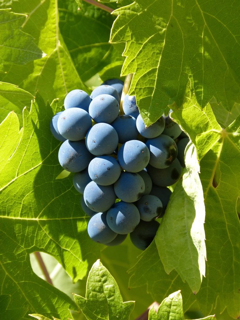 Grape Varieties Grenache Weekend in Europe